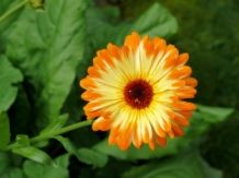 Calendula officinalis seeds - 10g | 1250 seeds